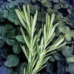 Phoenix Antiperspirant for Men 48H Sweat & Odor Protection Mint & Rosemary Stay Dry for 48H with Men'S Deodorant 2.7 Oz (Pack of 2)